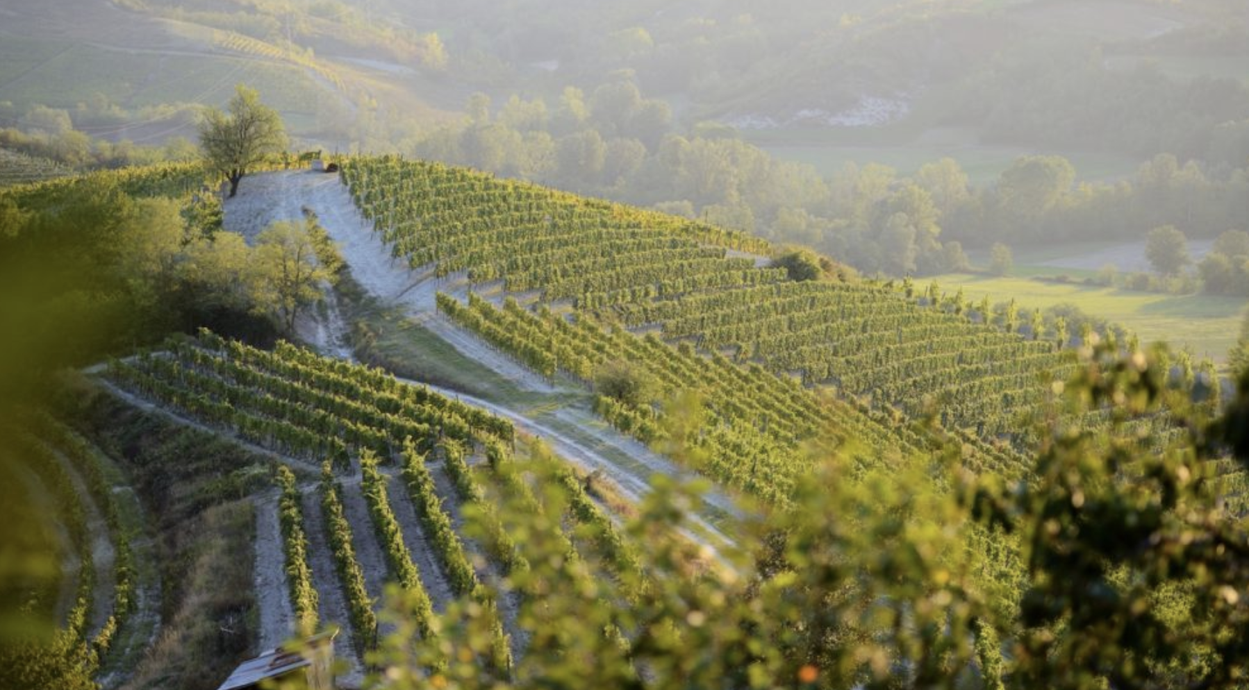Vigneti del Gavi al tramonto