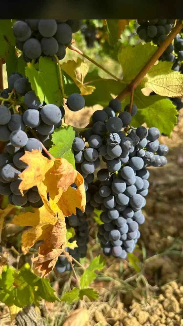 Grappoli d'uva Cortese matura nei vigneti di Gavi