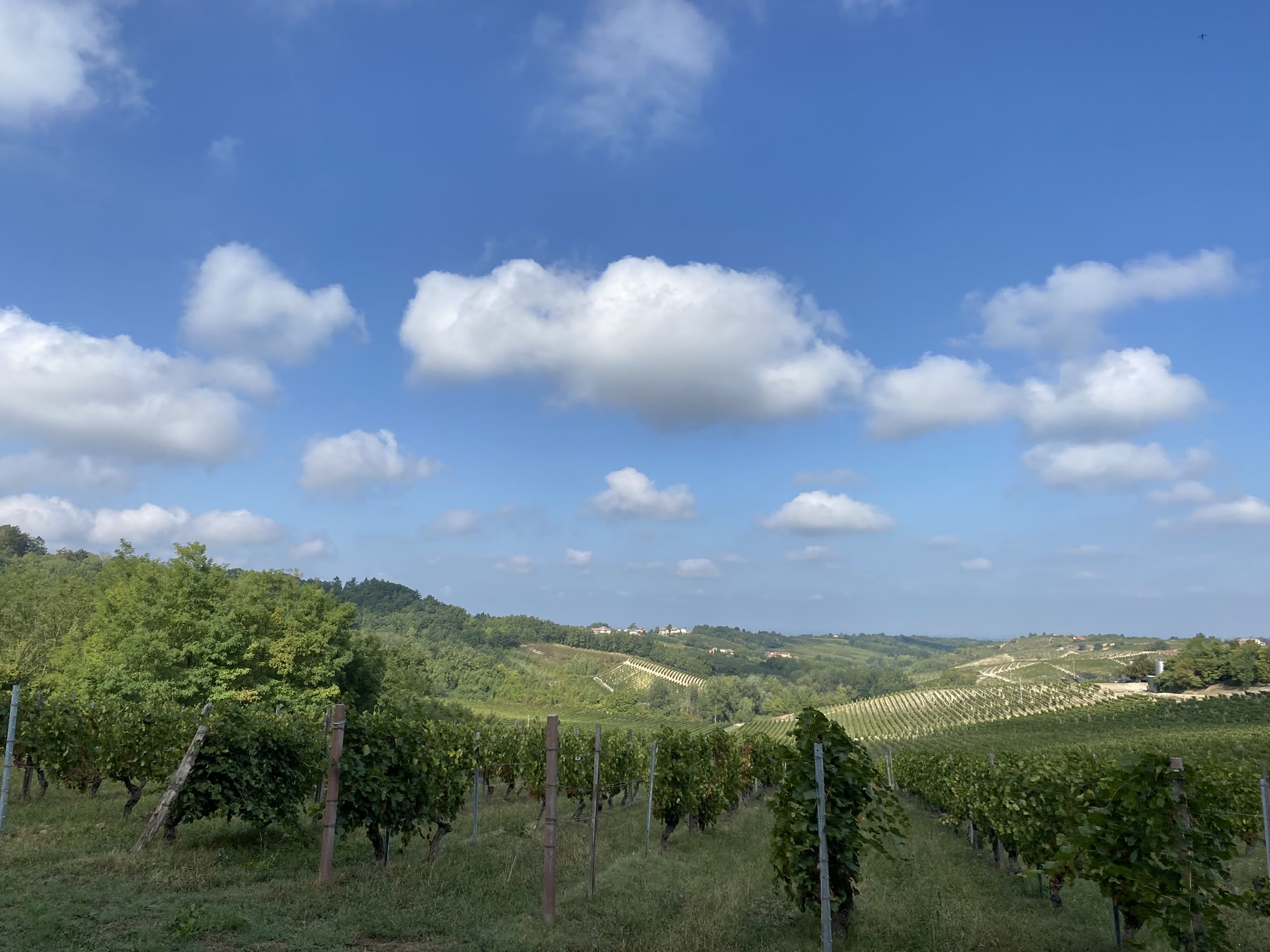 Vigneti di Cortese sulle colline del Gavi DOCG